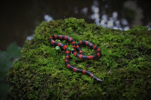 Coral Earth Snake