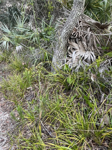 Image of Rhynchospora megalocarpa by no rights reserved