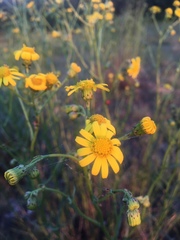 Senecio inaequidens