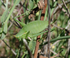 Isophya pyrenaea