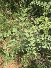 Hosackia crassifolia crassifolia