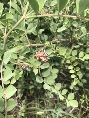 Hosackia crassifolia crassifolia