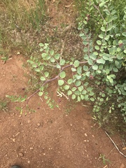 Hosackia crassifolia crassifolia