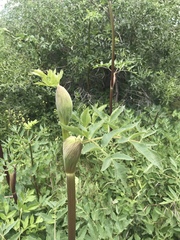 Angelica tomentosa
