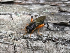 Chalcosyrphus