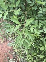 Angelica tomentosa