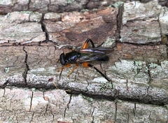 Chalcosyrphus