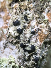 Cresponea chloroconia