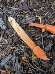 Phallus rubicundus