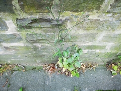 Lapsana communis