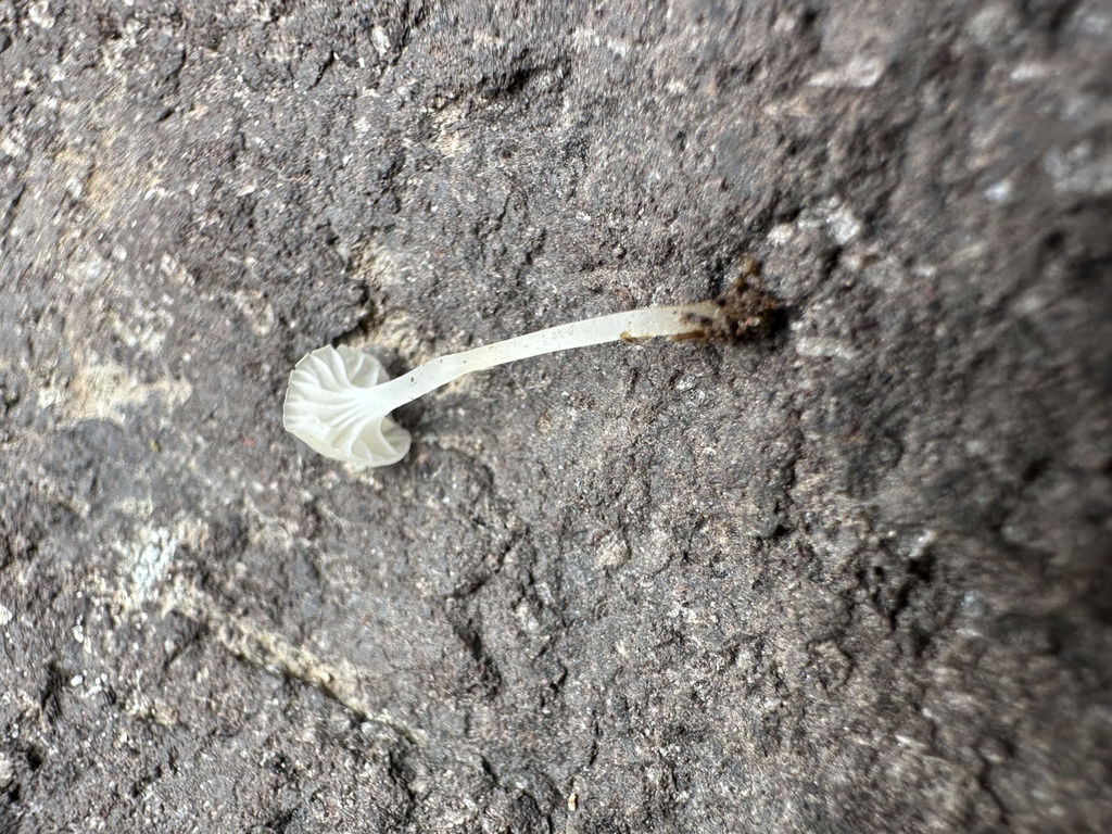 Atheniella sp. 'TAC2249a'