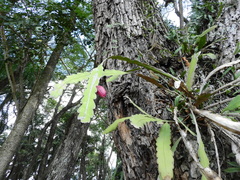 Epiphyllum phyllanthus