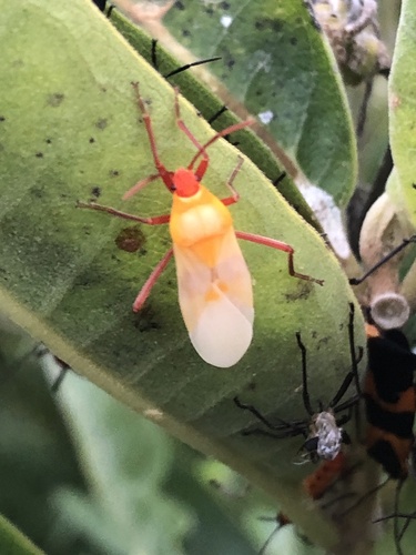 Large Milkweed Bug photographed in Pennsylvania