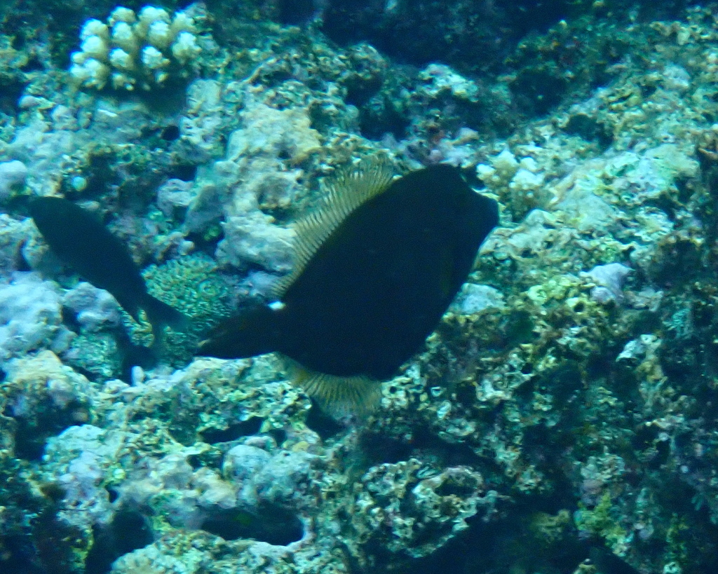 Honeycomb filefish