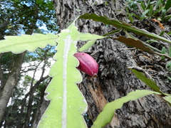 Epiphyllum phyllanthus