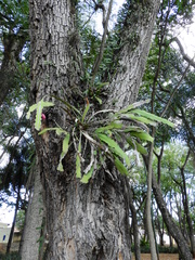 Epiphyllum phyllanthus