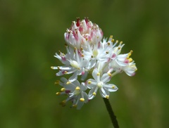 Triantha occidentalis occidentalis