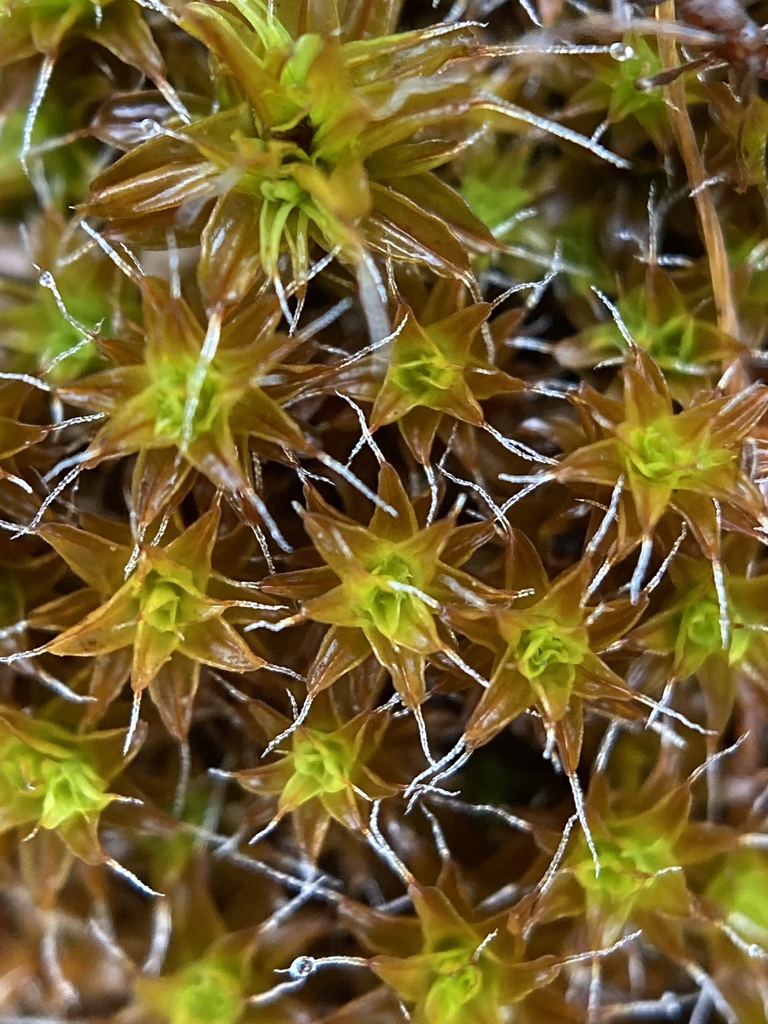 Syntrichia leptotricha