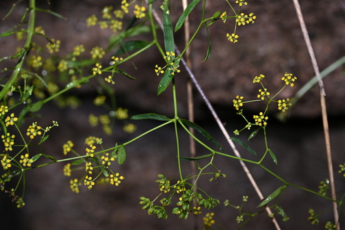 Bupleurum chinense iNat (1)