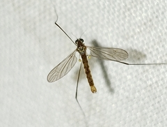Gonomyia puer