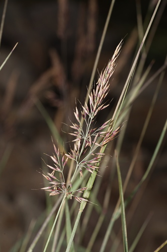 Calamagrostis tacomensis