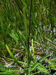 Triantha occidentalis occidentalis