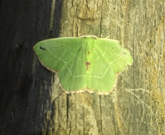 Nemoria lixaria