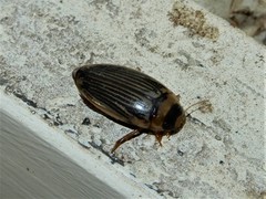 Lancetes lanceolatus