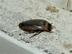 Lancetes lanceolatus