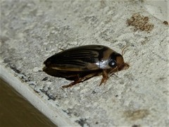 Lancetes lanceolatus