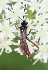 Exetastes adpressorius