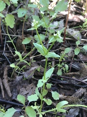 Valerianella chenopodifolia