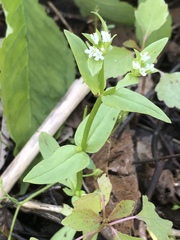 Valerianella chenopodifolia