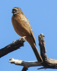 Emberiza tahapisi