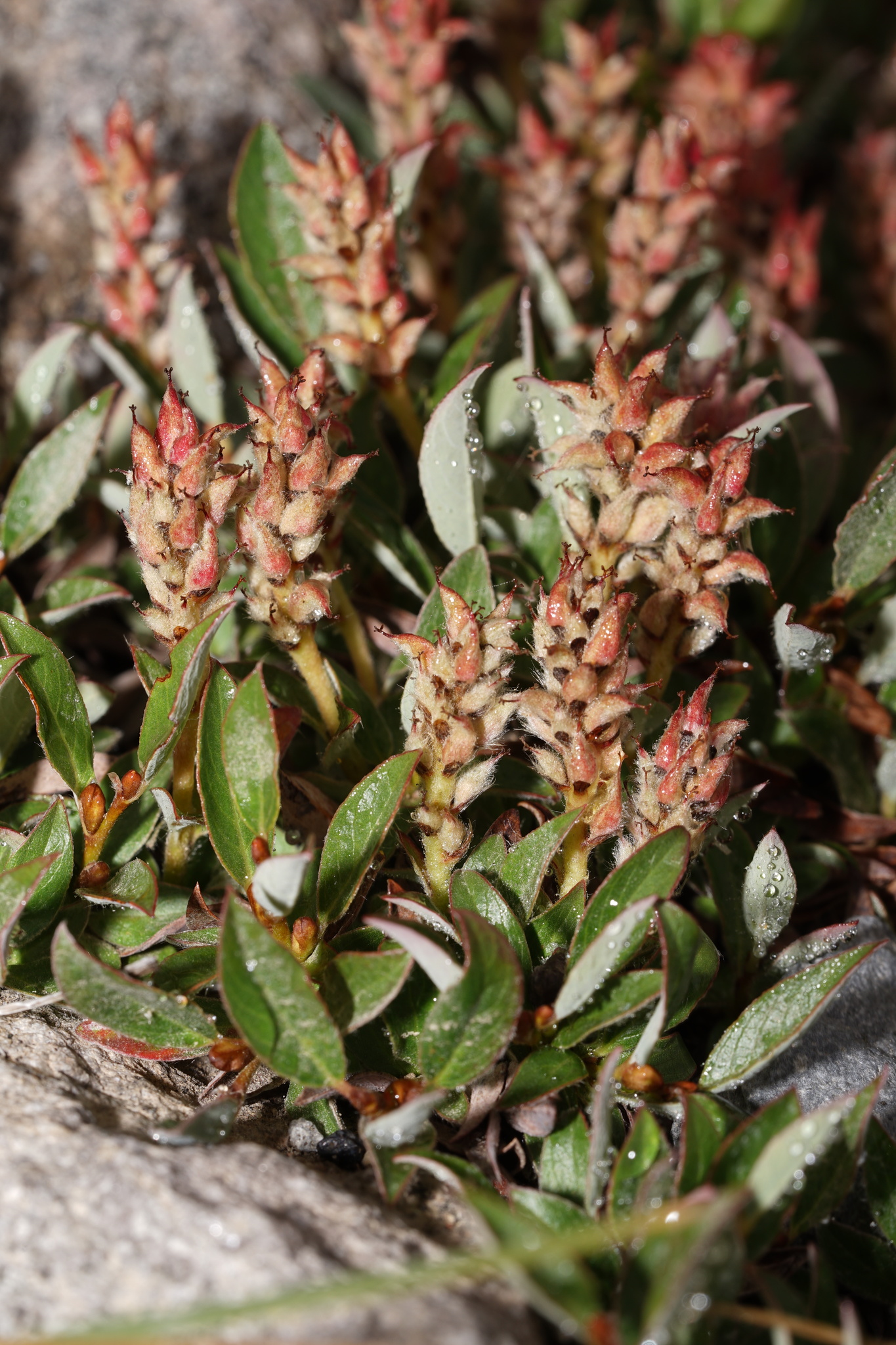 Salix cascadensis