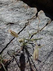 Silene invisa