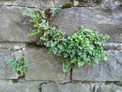 Asplenium ruta-muraria