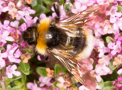 Bombus