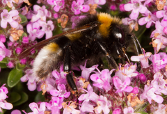 Bombus