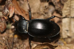 Carabus glabratus