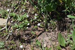 Nemophila spatulata