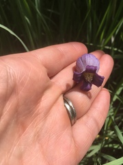 Clematis hirsutissima