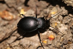 Carabus convexus