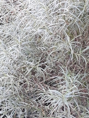 Grazielia serrata