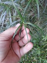 Grazielia serrata