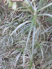 Grazielia serrata