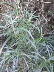 Grazielia serrata