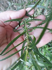 Grazielia serrata