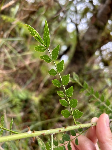 Zanthoxylum schinifolium, photograph 5