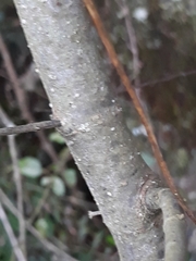Grazielia serrata